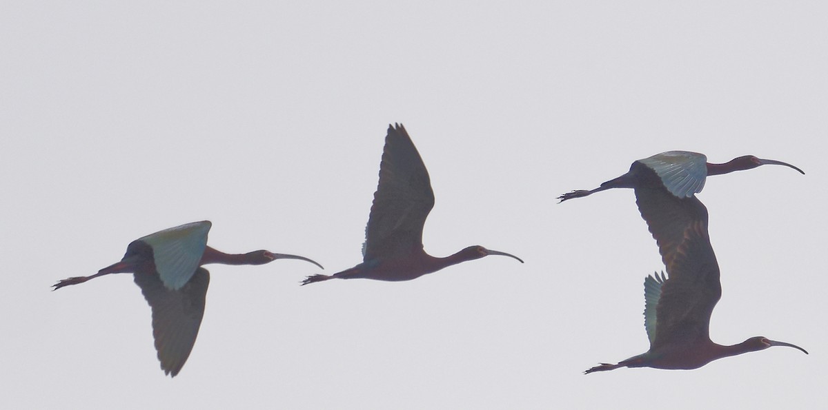 ibis americký - ML619483000