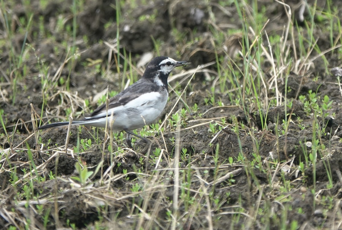 White Wagtail (Black-backed) - ML619483037