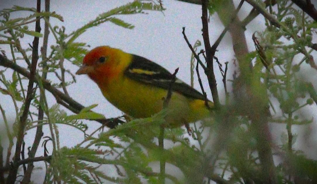 Western Tanager - ML619483126