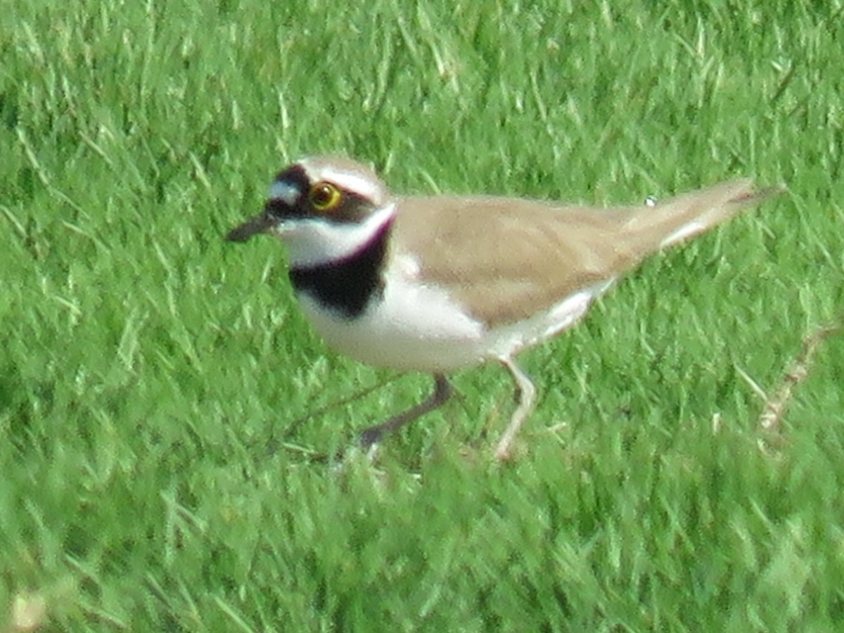 Little Ringed Plover (curonicus) - ML619483128