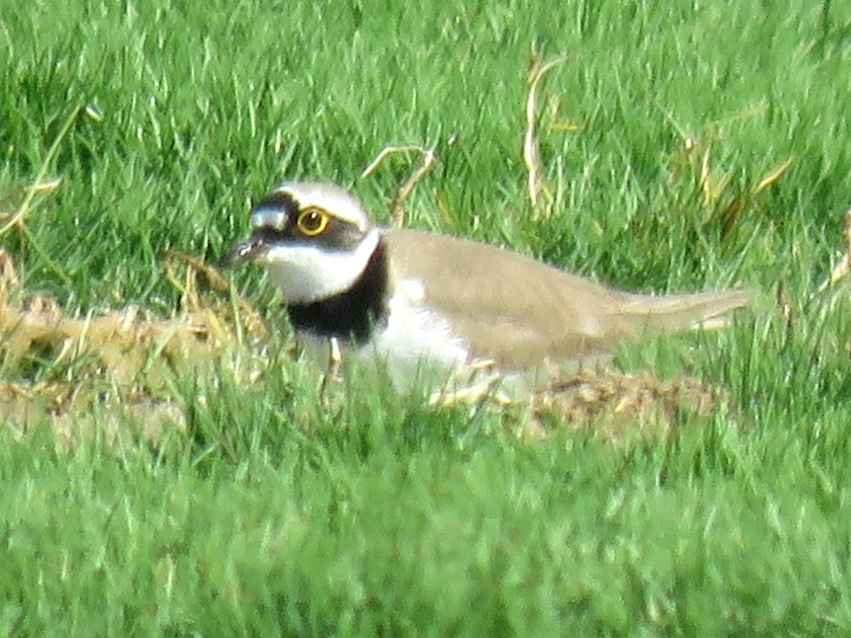 Little Ringed Plover (curonicus) - ML619483129