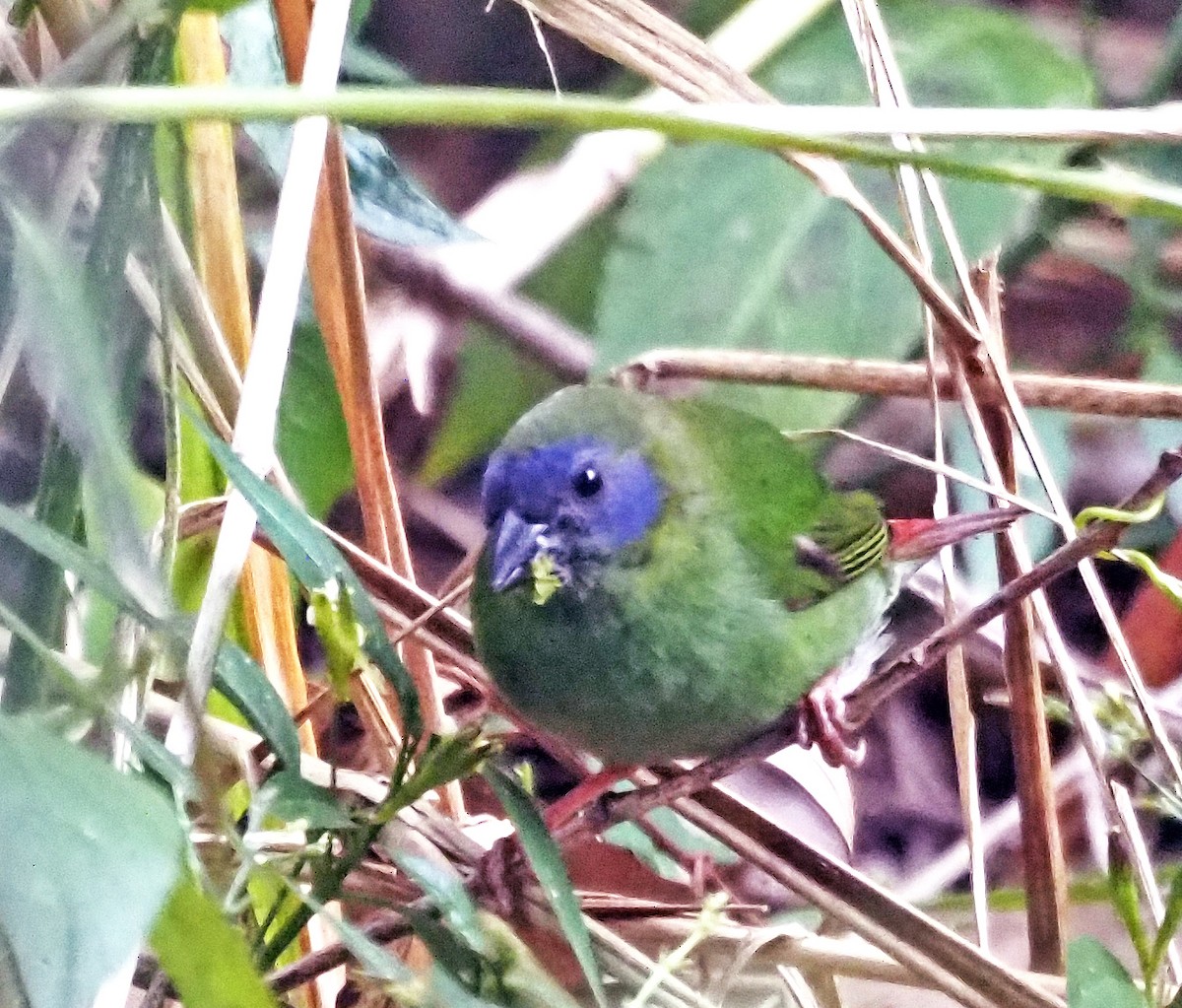 Blue-faced Parrotfinch - ML619483159