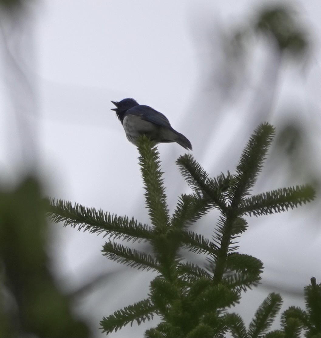 Blue-and-white Flycatcher - ML619483168