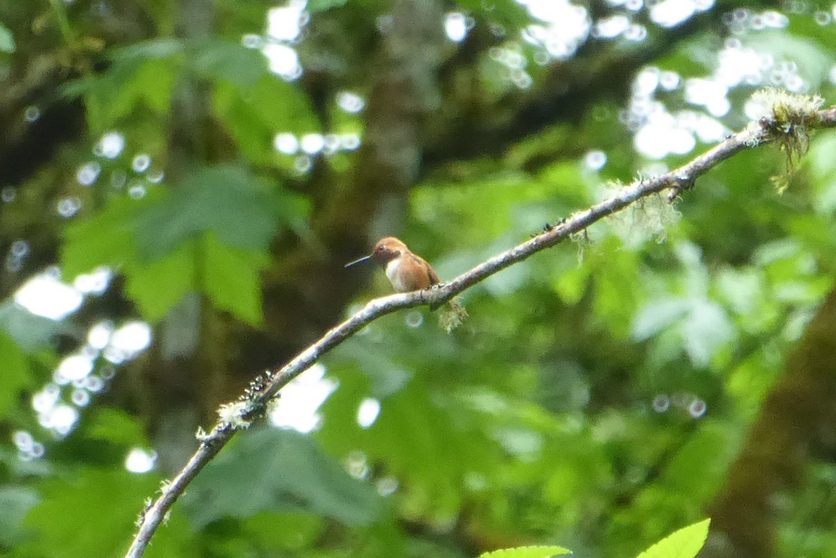 Rufous Hummingbird - ML619483178