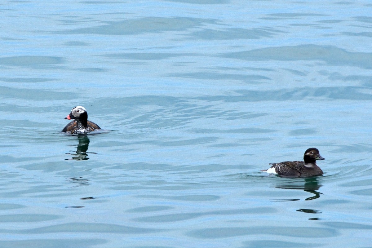 Long-tailed Duck - ML619483194
