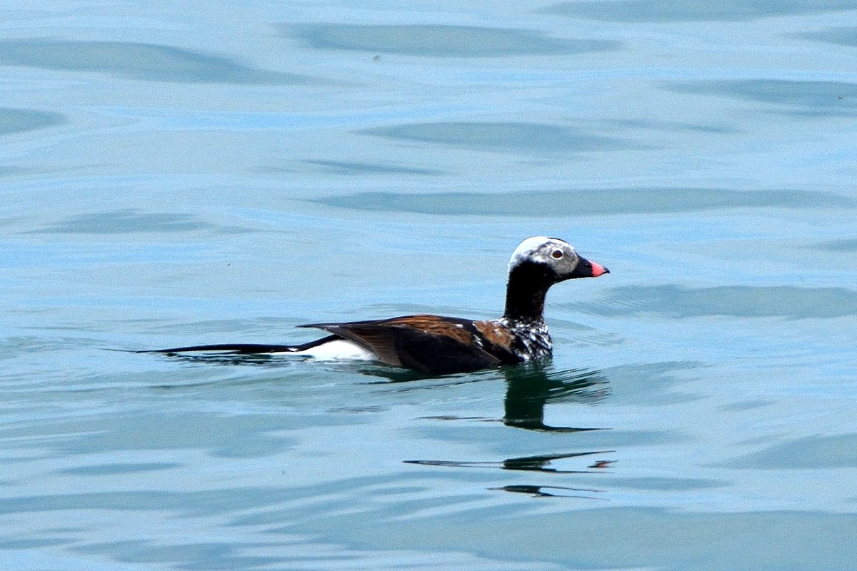 Long-tailed Duck - ML619483205