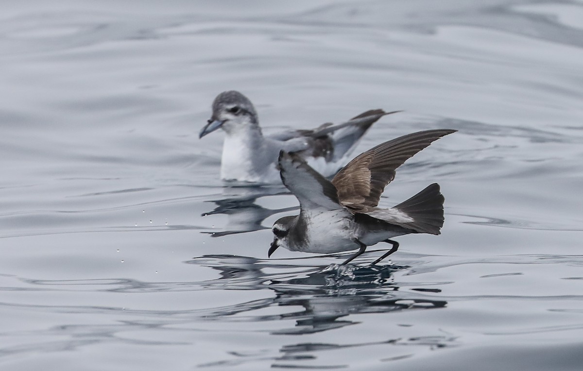 White-faced Storm-Petrel - ML619483240