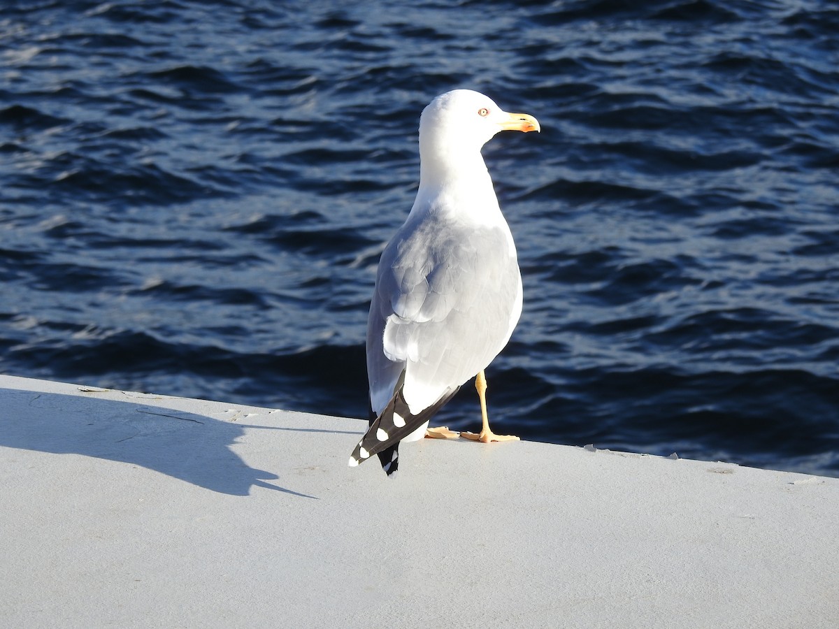 Yellow-legged Gull - ML619483243