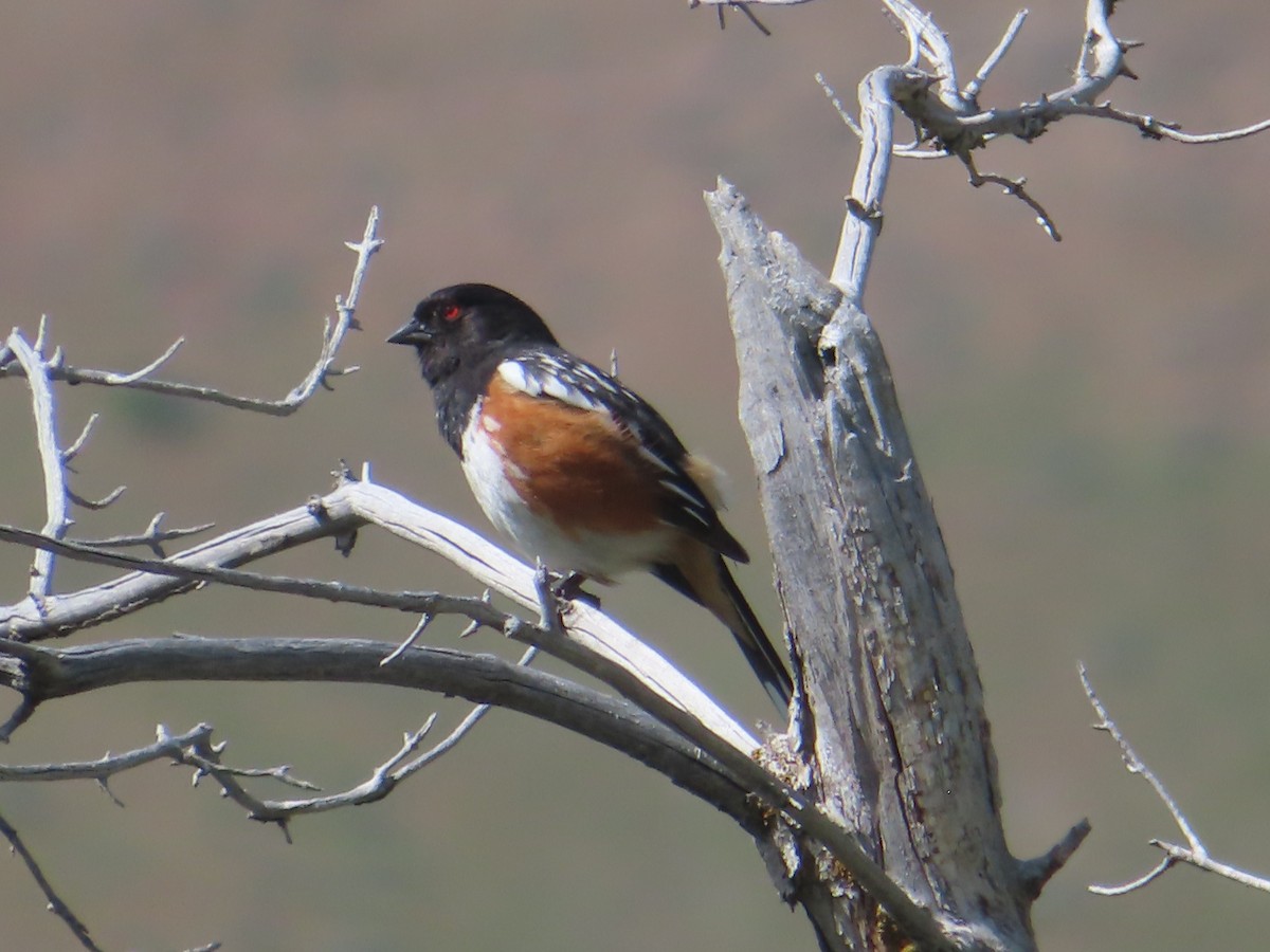 Spotted Towhee - ML619483300