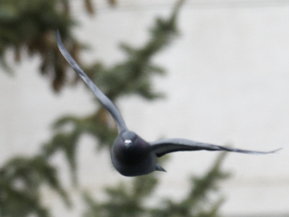 Pigeon biset (forme domestique) - ML619483304