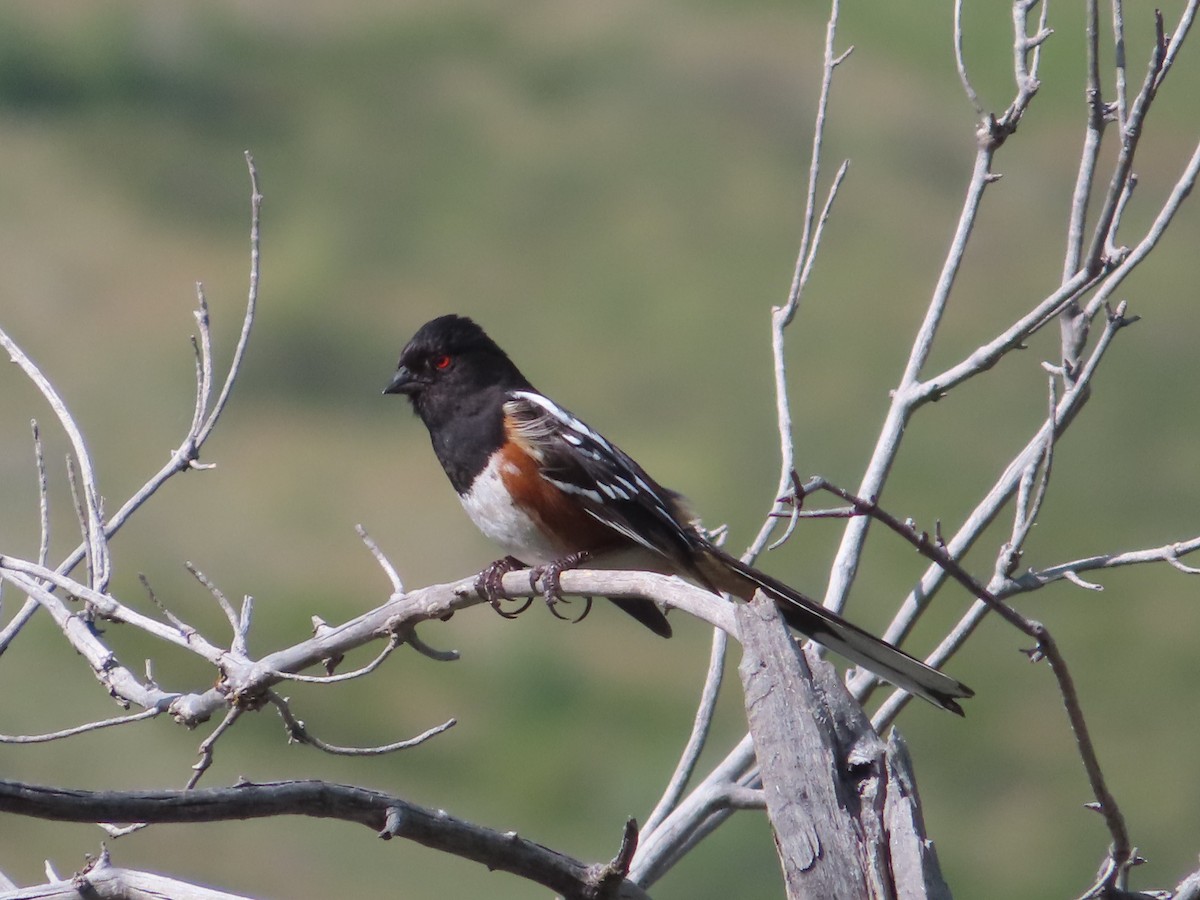 Spotted Towhee - ML619483324