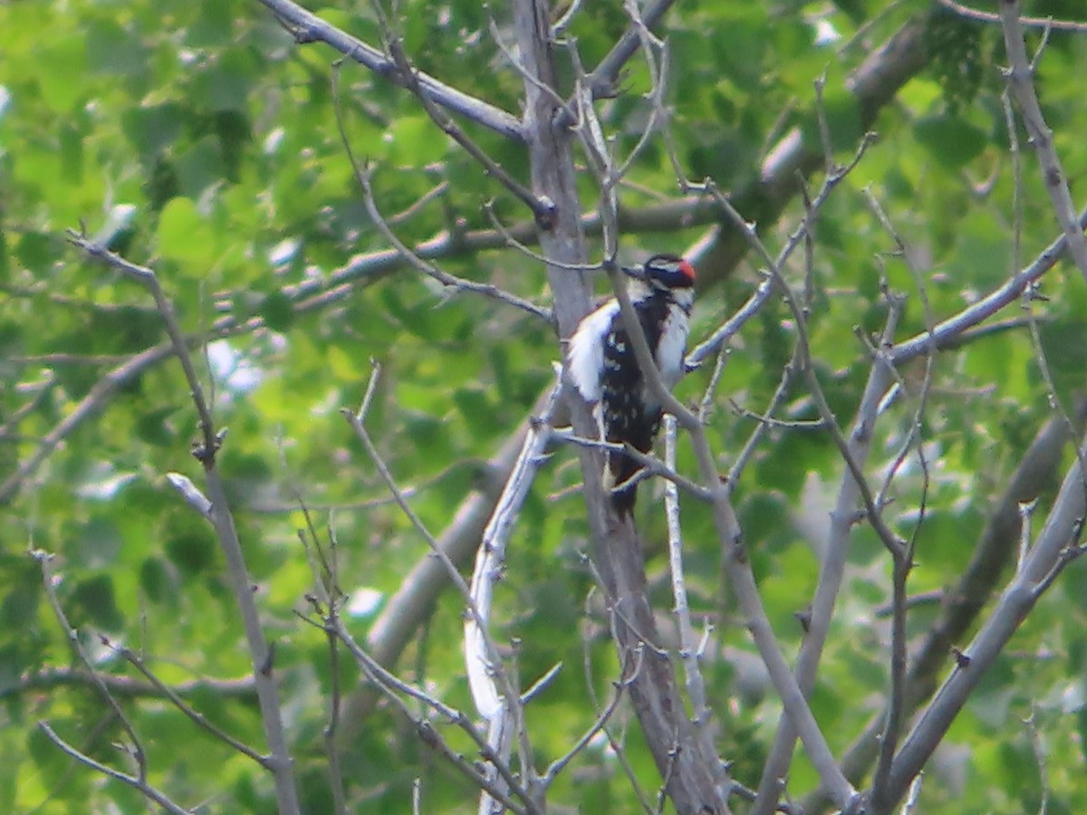 Downy Woodpecker - ML619483336