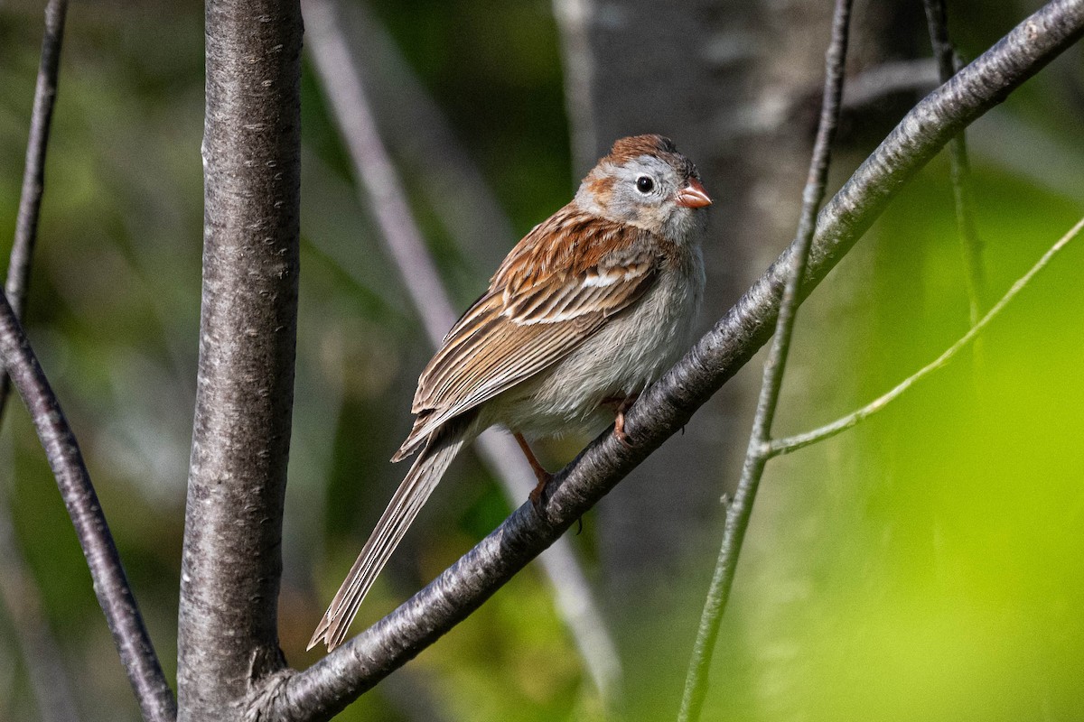 Field Sparrow - ML619483348