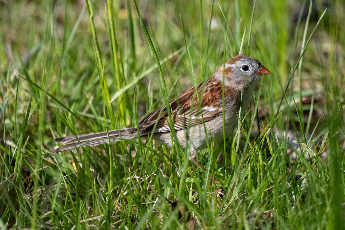 Field Sparrow - ML619483349
