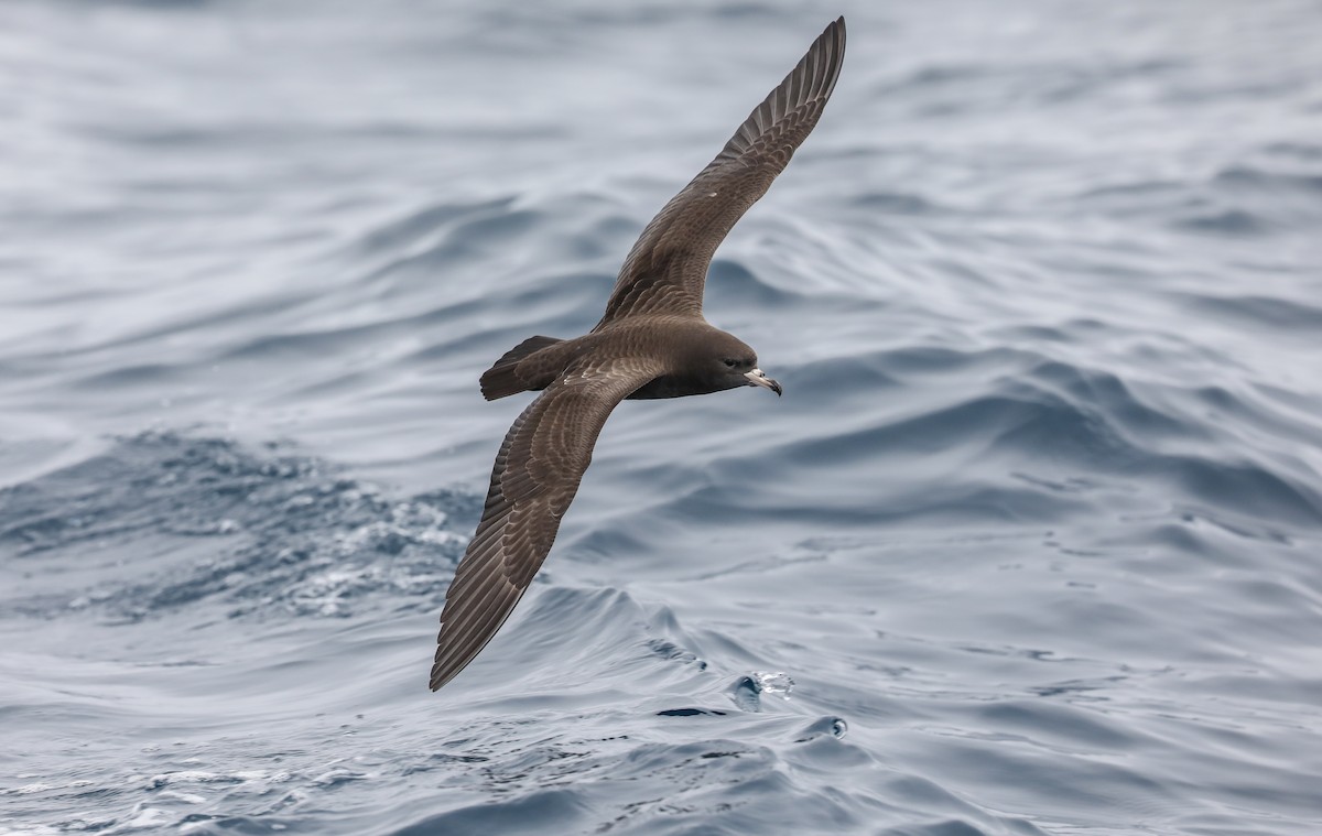 Flesh-footed Shearwater - ML619483359
