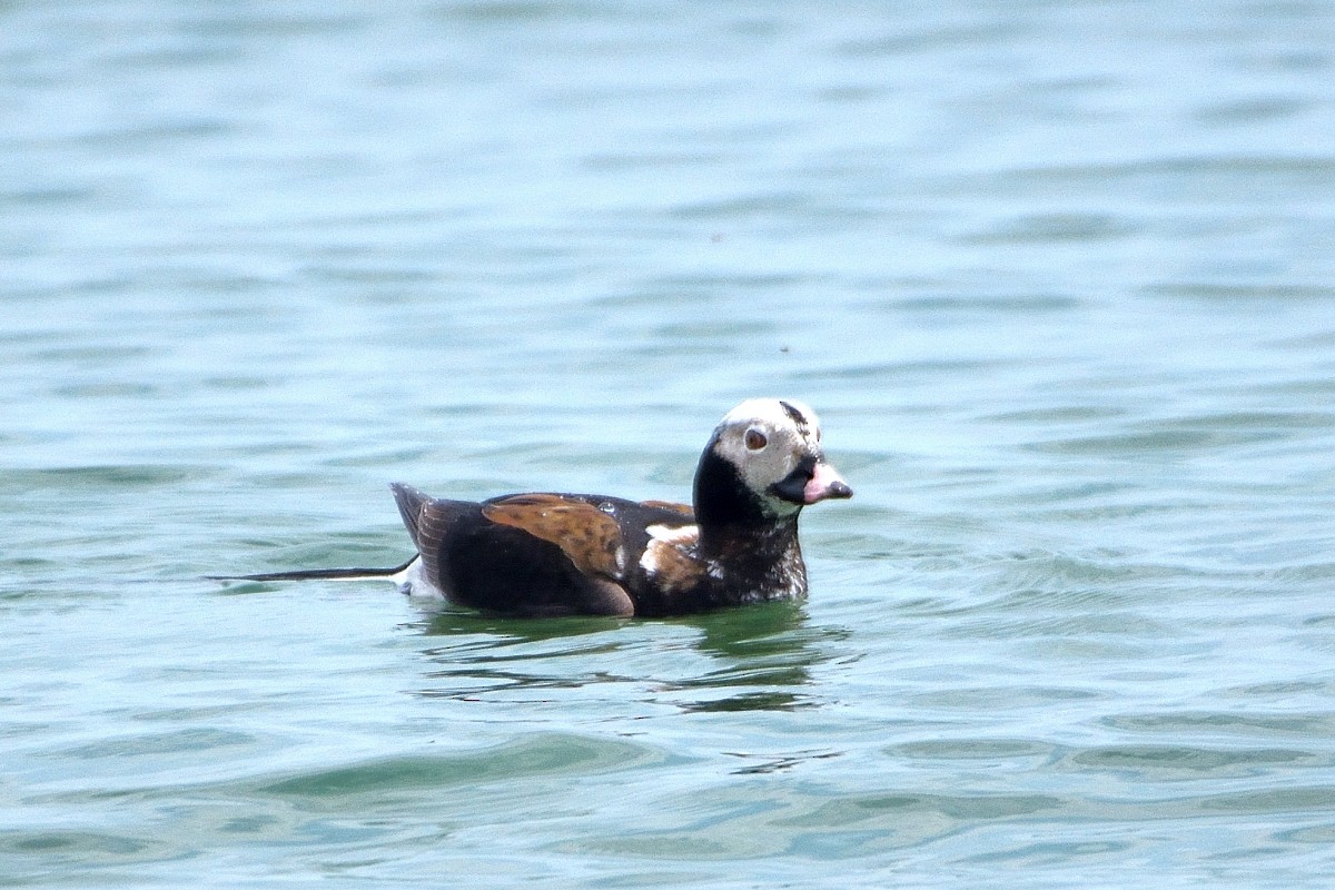 Long-tailed Duck - ML619483371