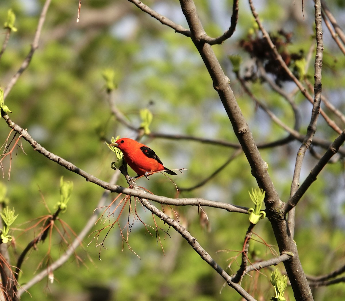 Scarlet Tanager - ML619483391