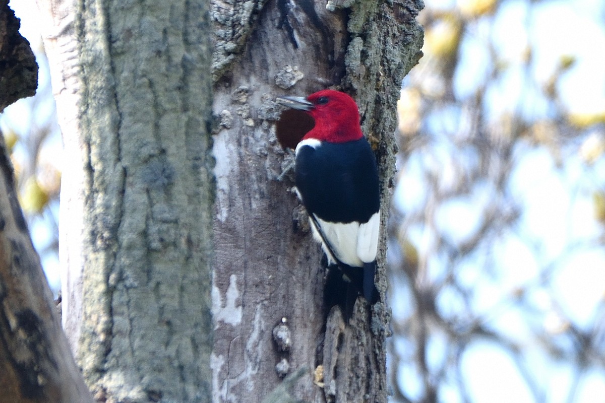 Red-headed Woodpecker - ML619483414