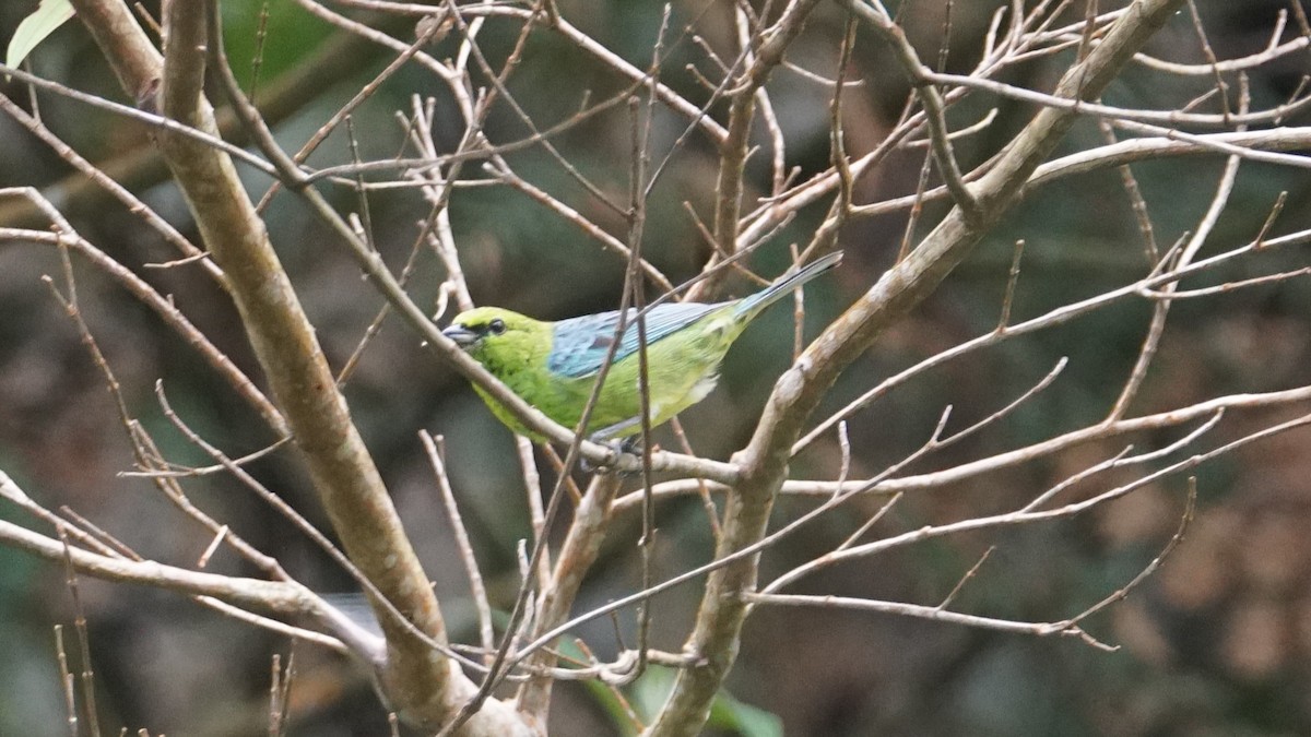 Dotted Tanager - ML619483450