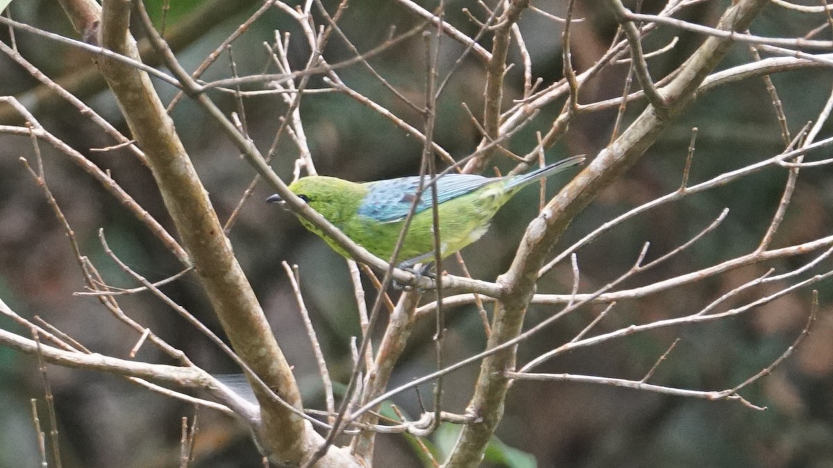 Dotted Tanager - ML619483456