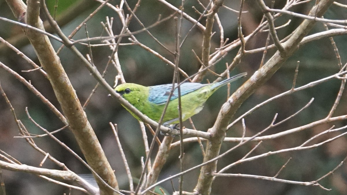 Dotted Tanager - ML619483458
