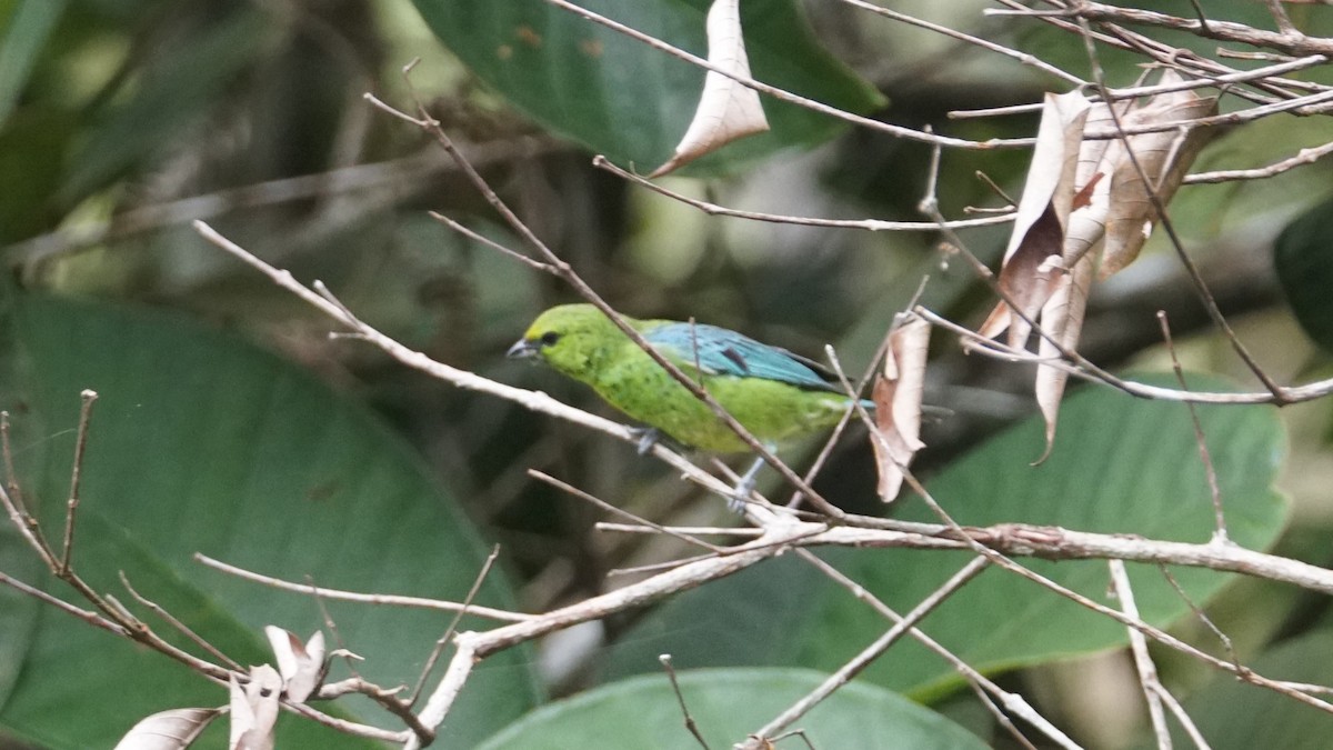 Dotted Tanager - ML619483459