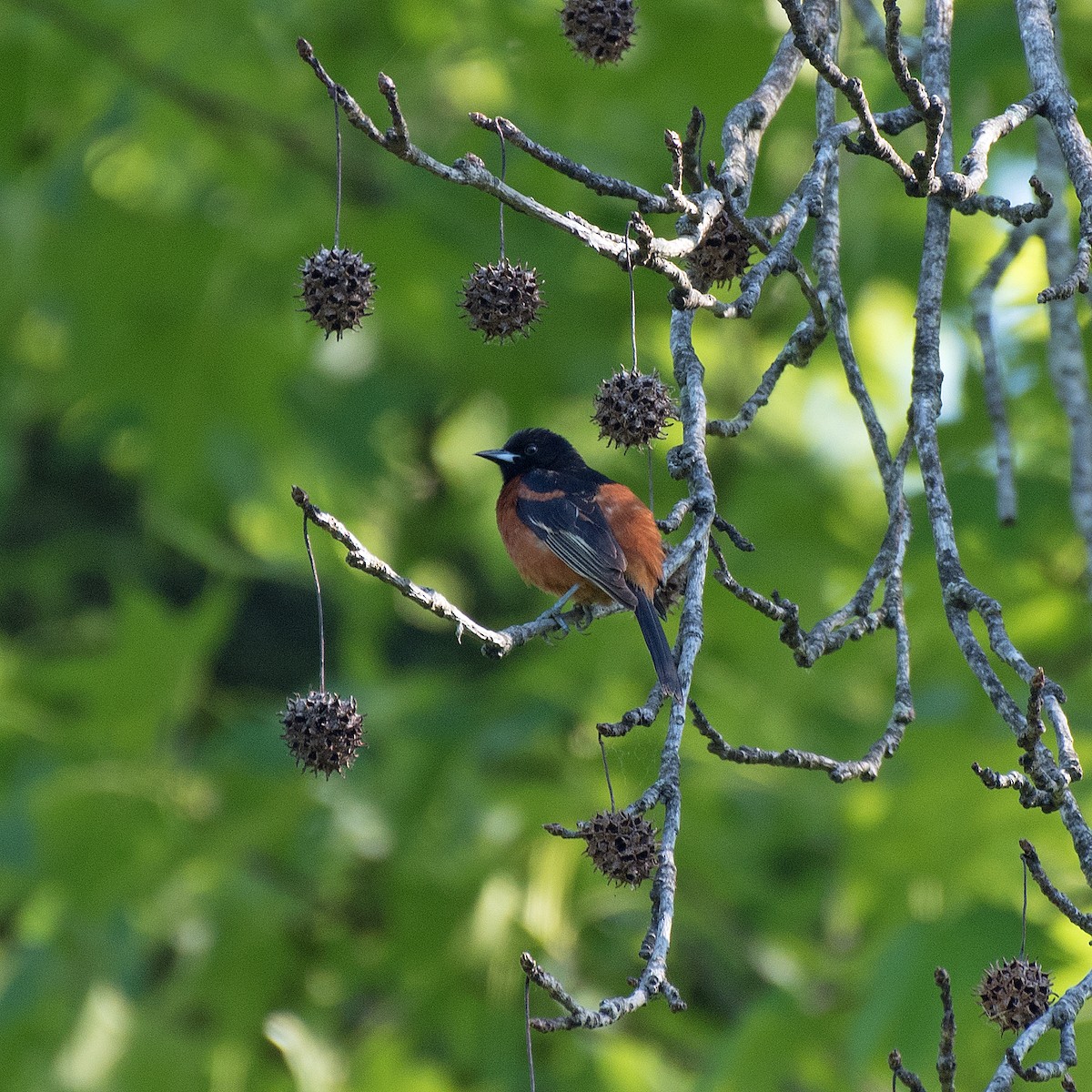 Orchard Oriole - ML619483496