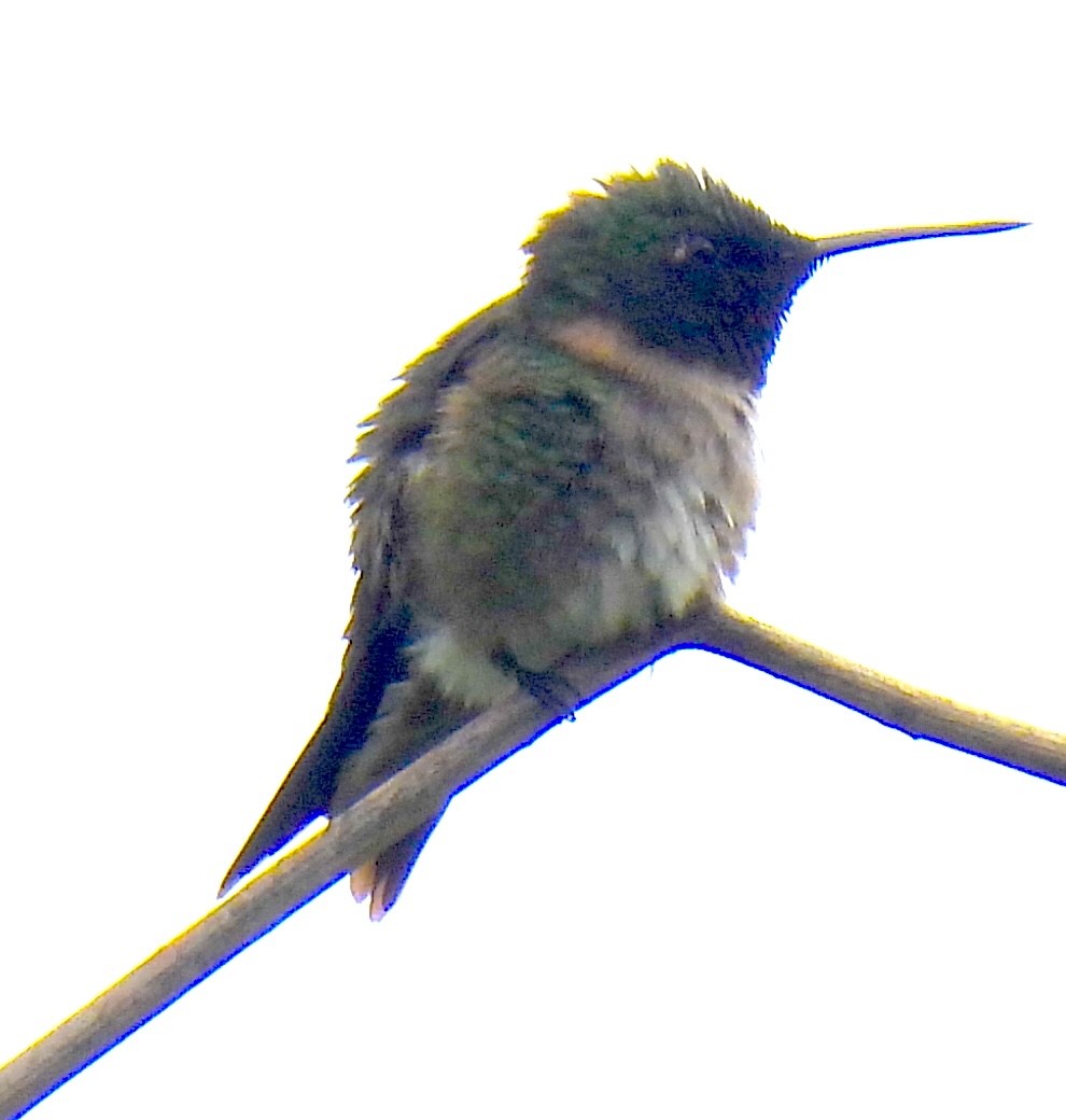 Ruby-throated Hummingbird - ML619483522