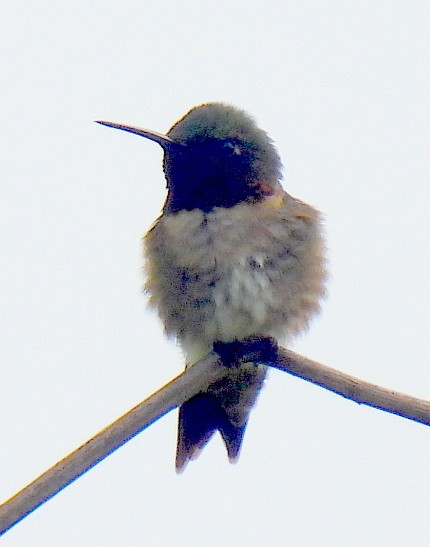 Ruby-throated Hummingbird - ML619483525