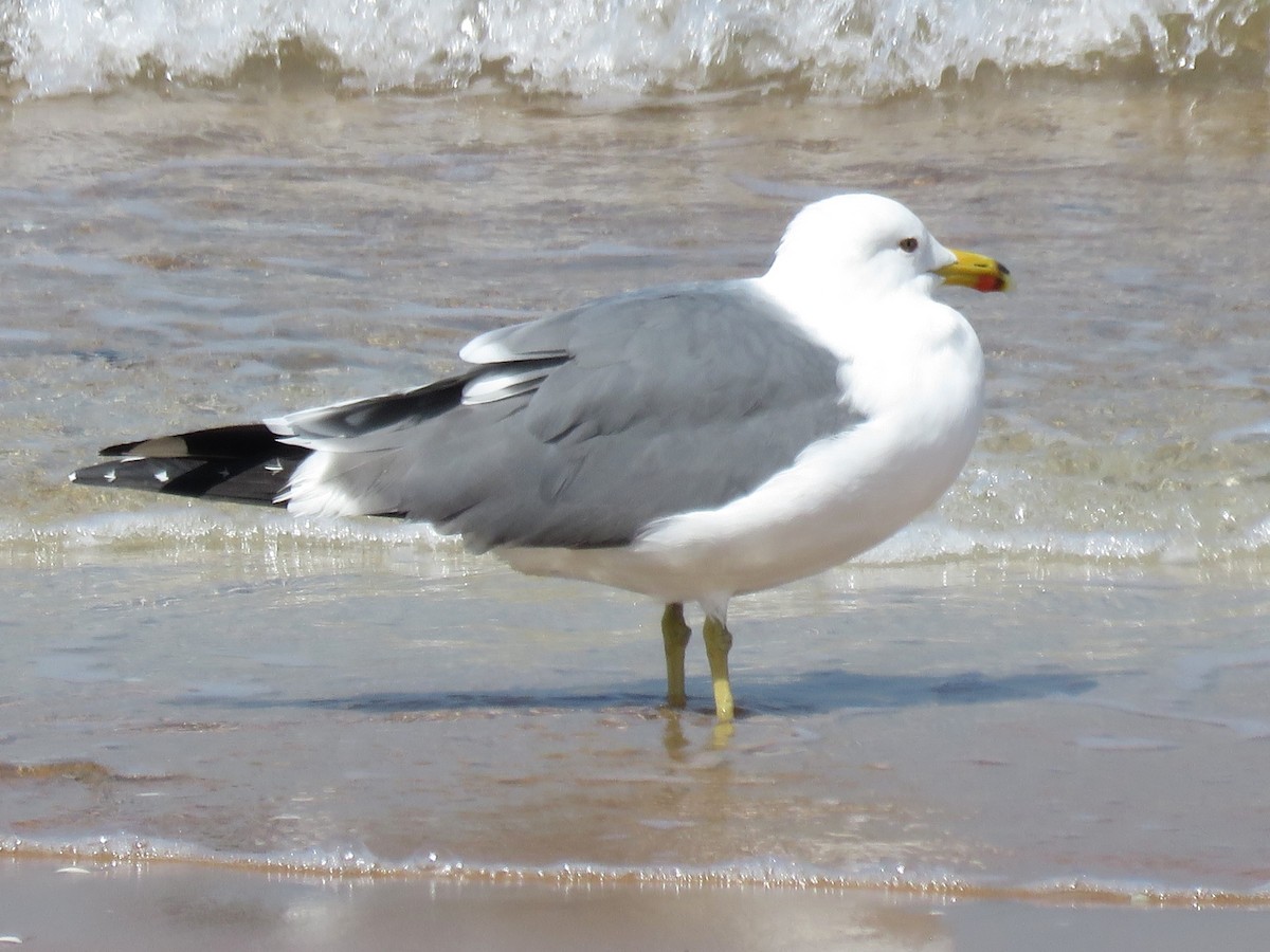 Lesser Black-backed Gull (Steppe) - ML619483550