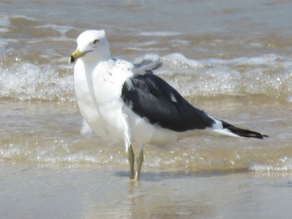 Lesser Black-backed Gull (Heuglin's) - ML619483566