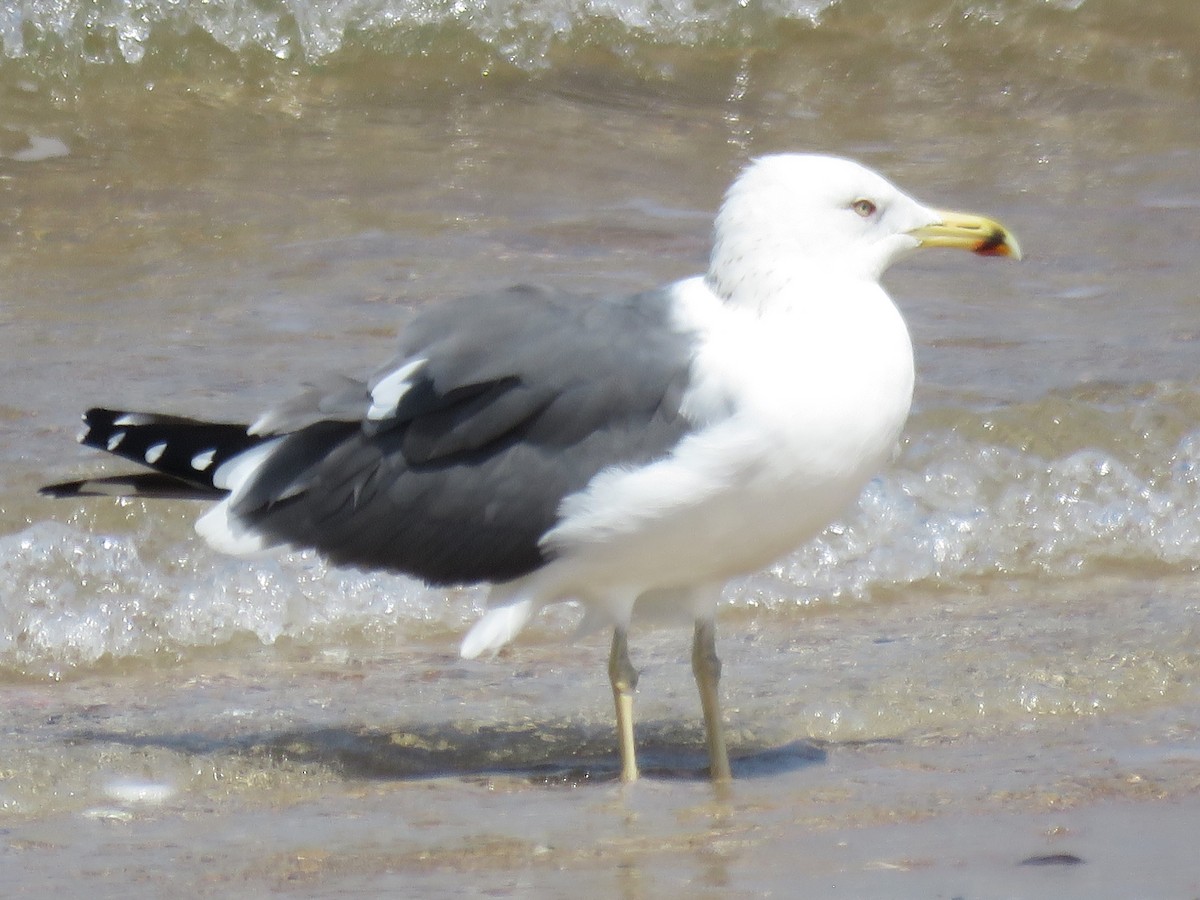 Lesser Black-backed Gull (Heuglin's) - ML619483567