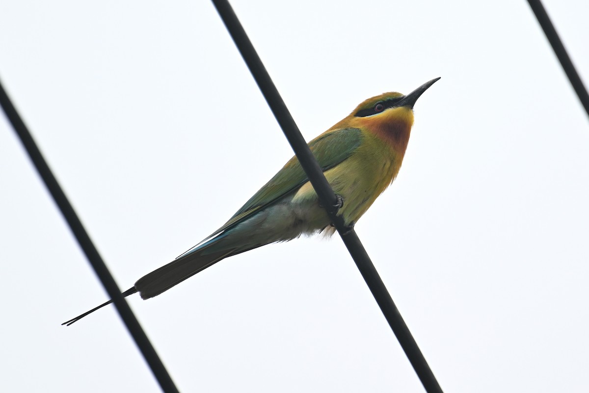 Blue-tailed Bee-eater - ML619483582