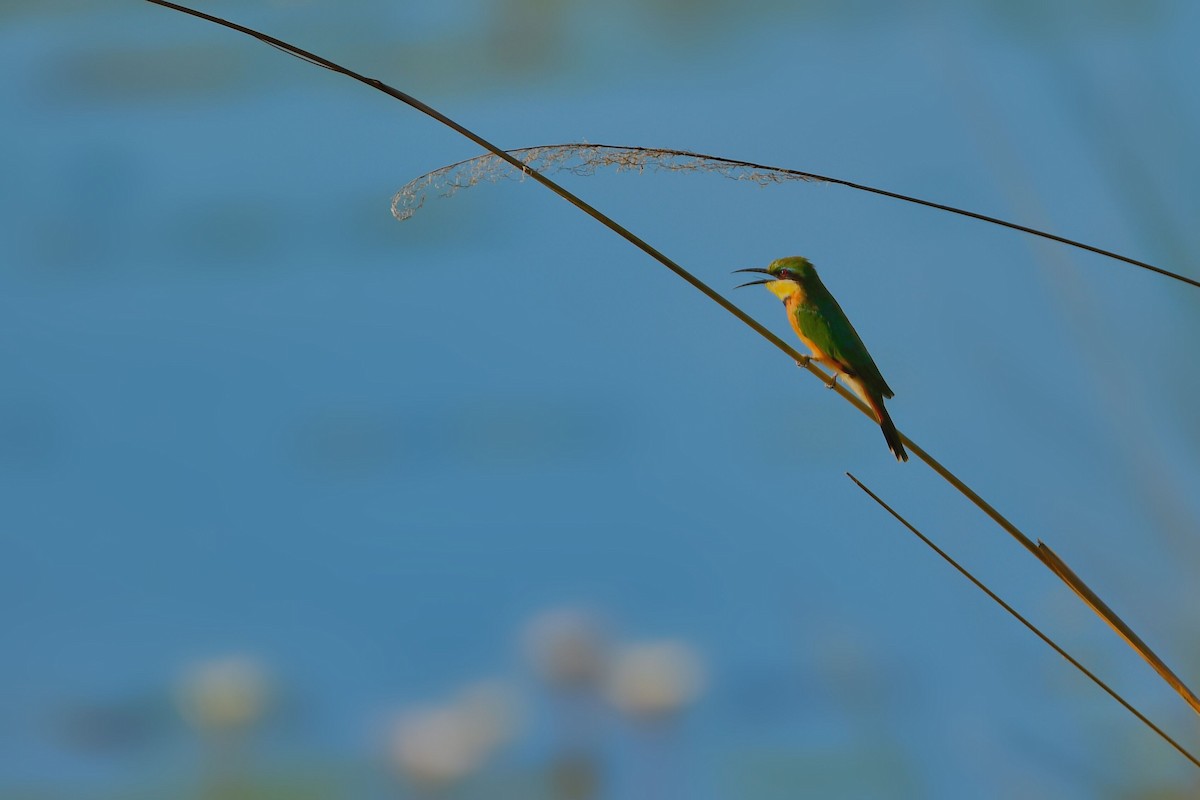 Little Bee-eater - ML619483586