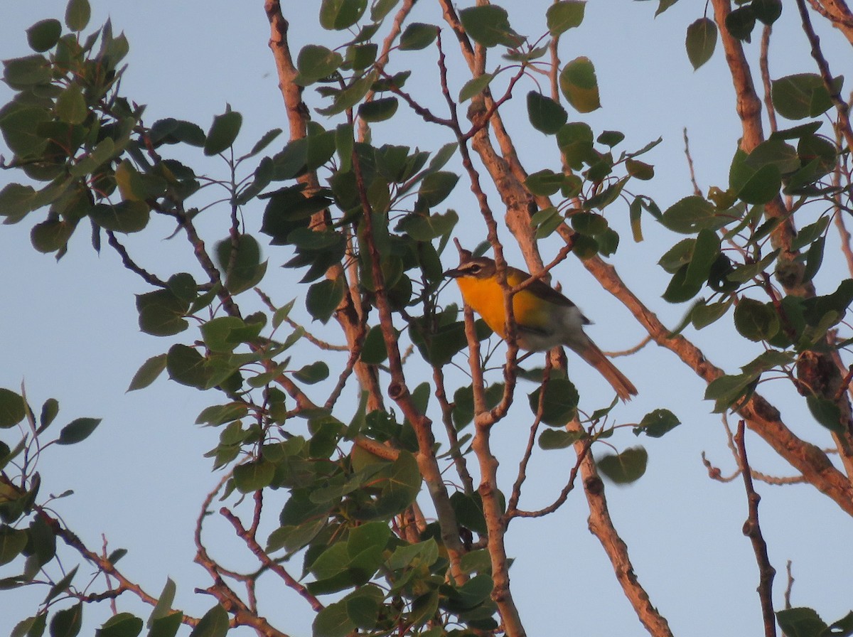 Yellow-breasted Chat - ML619483601