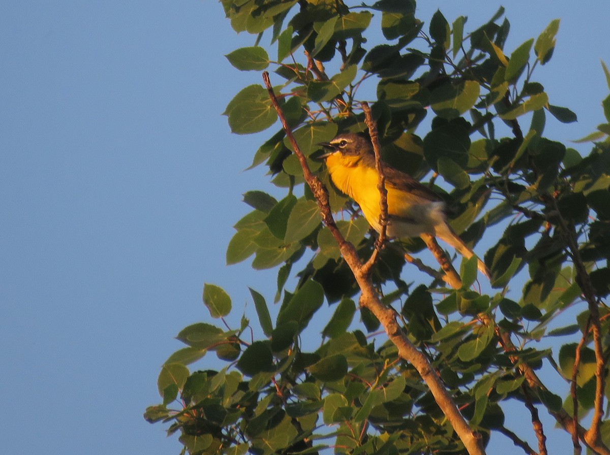 Yellow-breasted Chat - ML619483602
