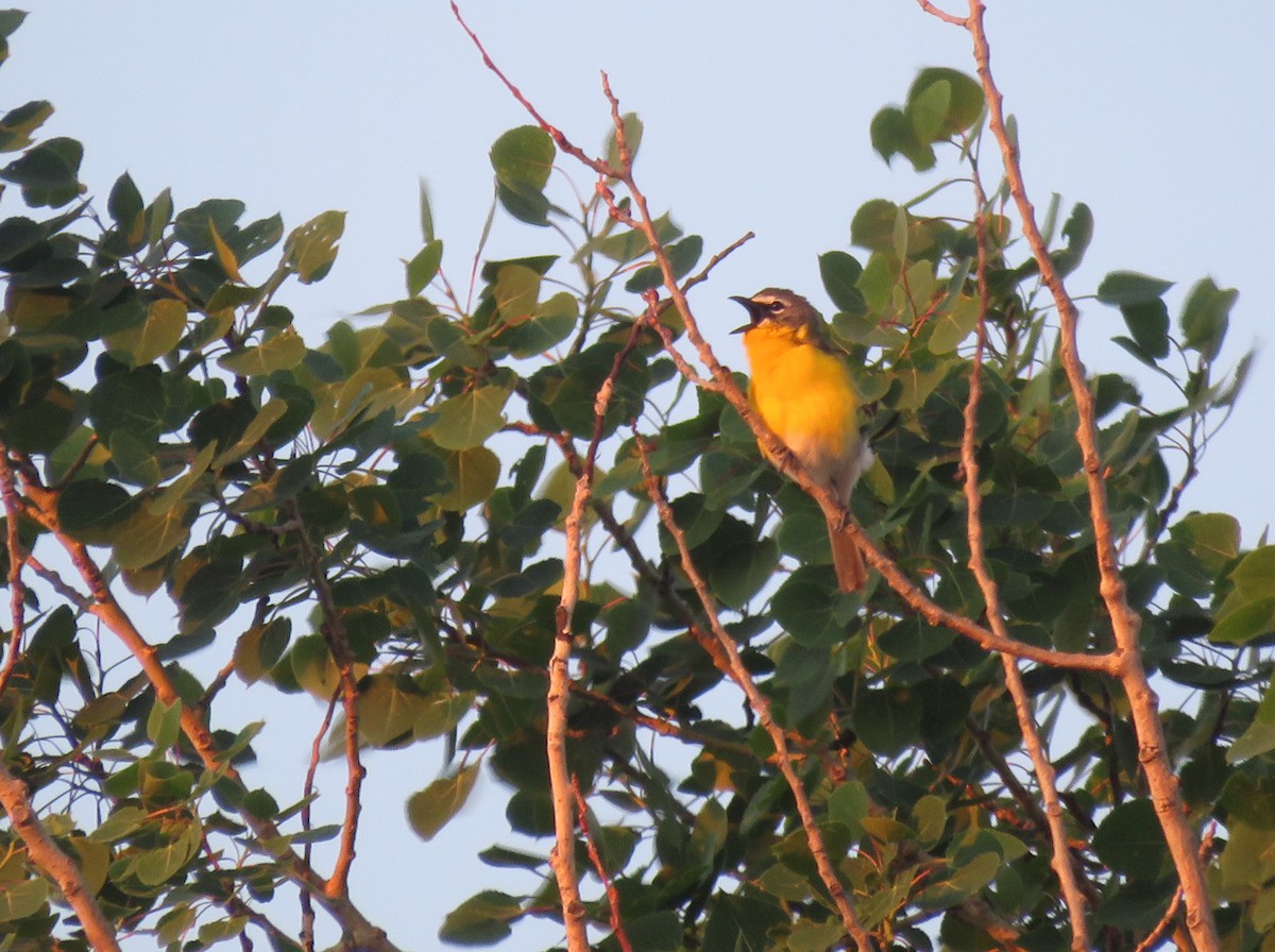Yellow-breasted Chat - ML619483603