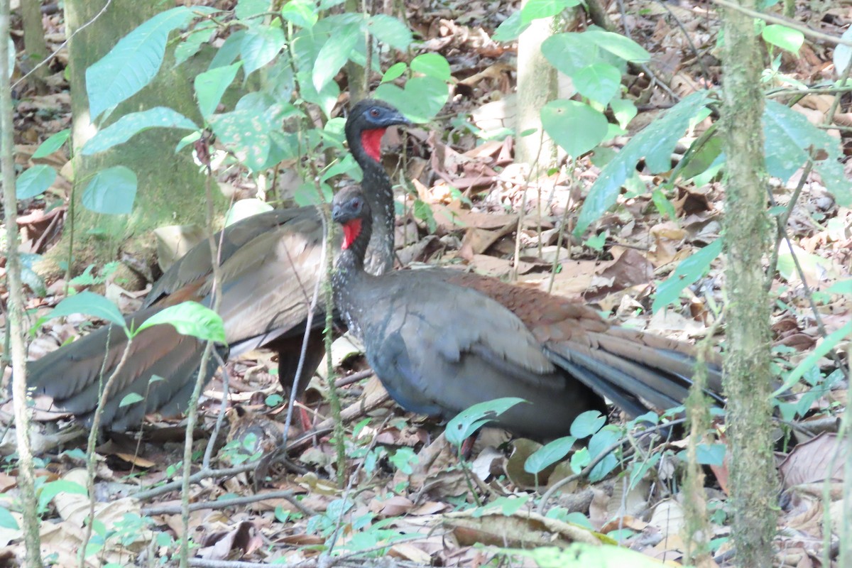 Crested Guan - ML619483627
