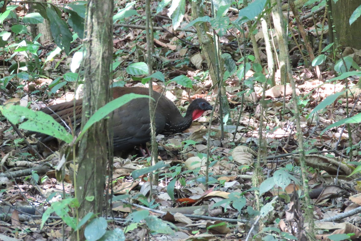 Crested Guan - ML619483628