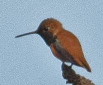 Rufous Hummingbird - ML619483665