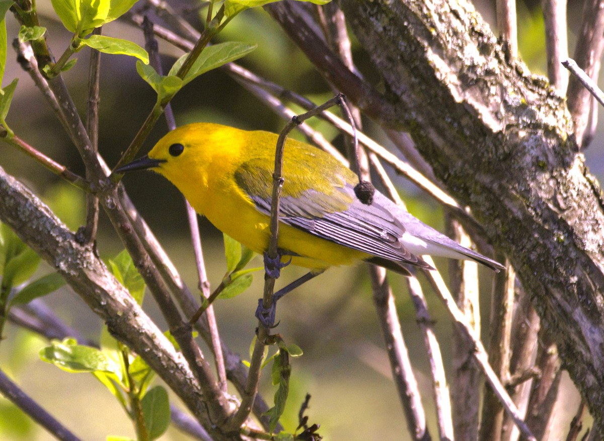 Prothonotary Warbler - ML619483689