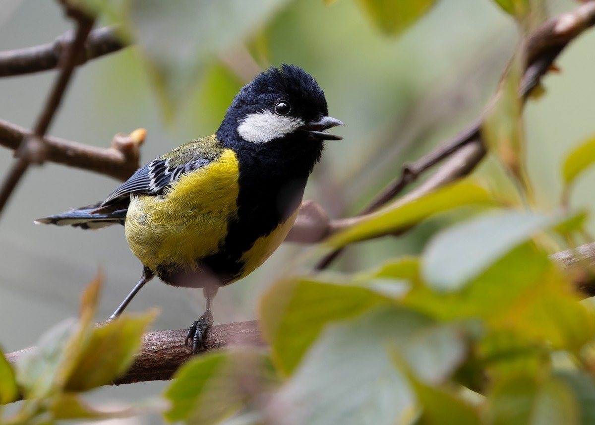 Green-backed Tit - ML619483695