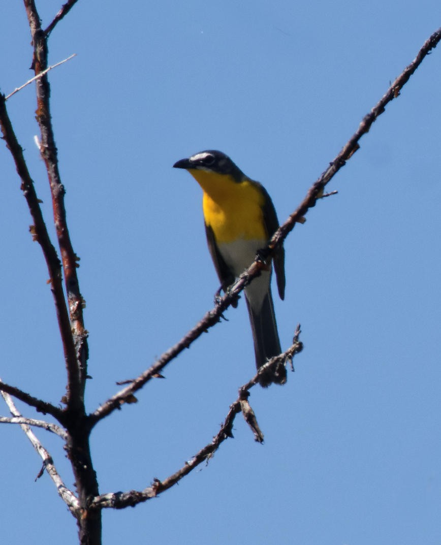 Yellow-breasted Chat - ML619483706