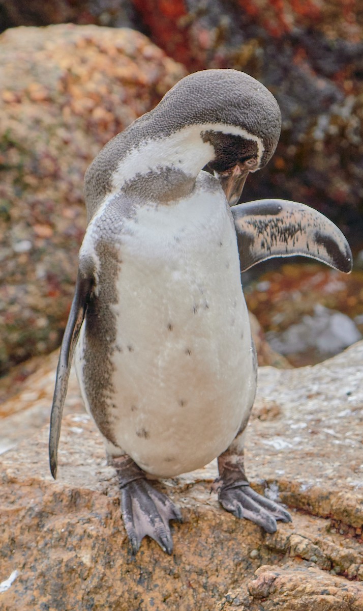 tučňák Humboldtův - ML619483721