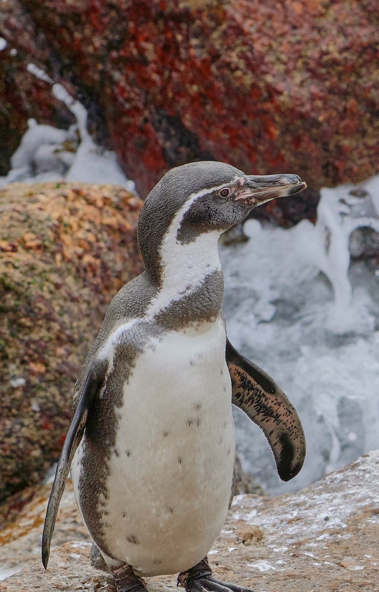 tučňák Humboldtův - ML619483722