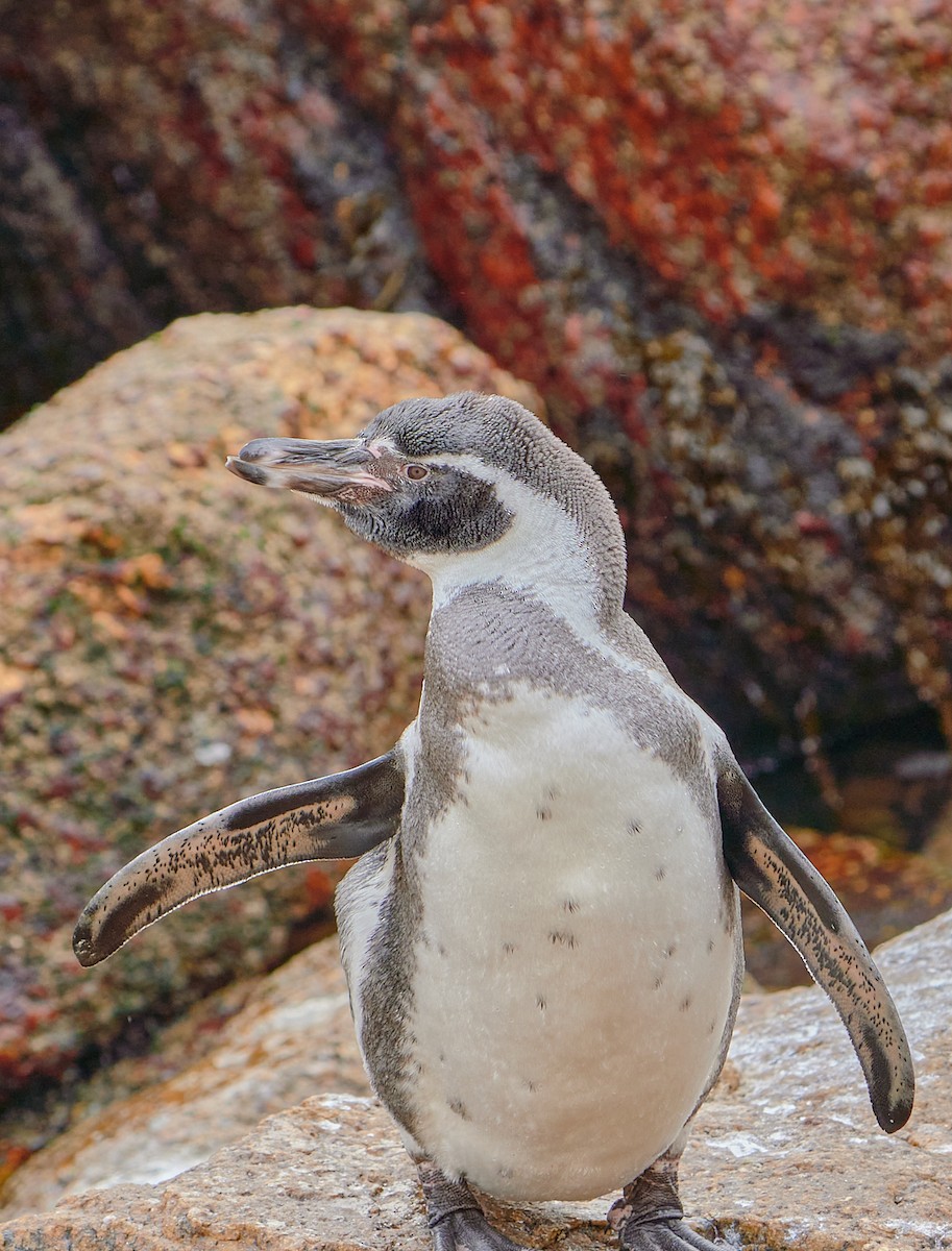 tučňák Humboldtův - ML619483724