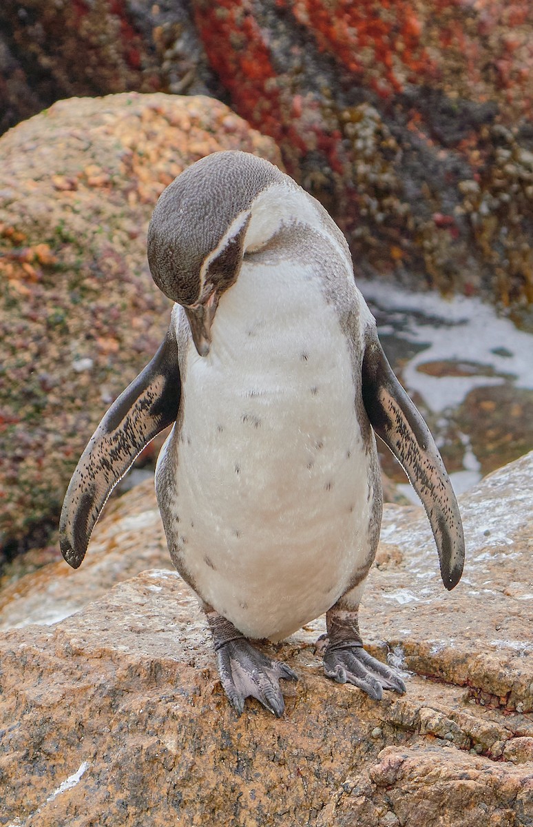 tučňák Humboldtův - ML619483725