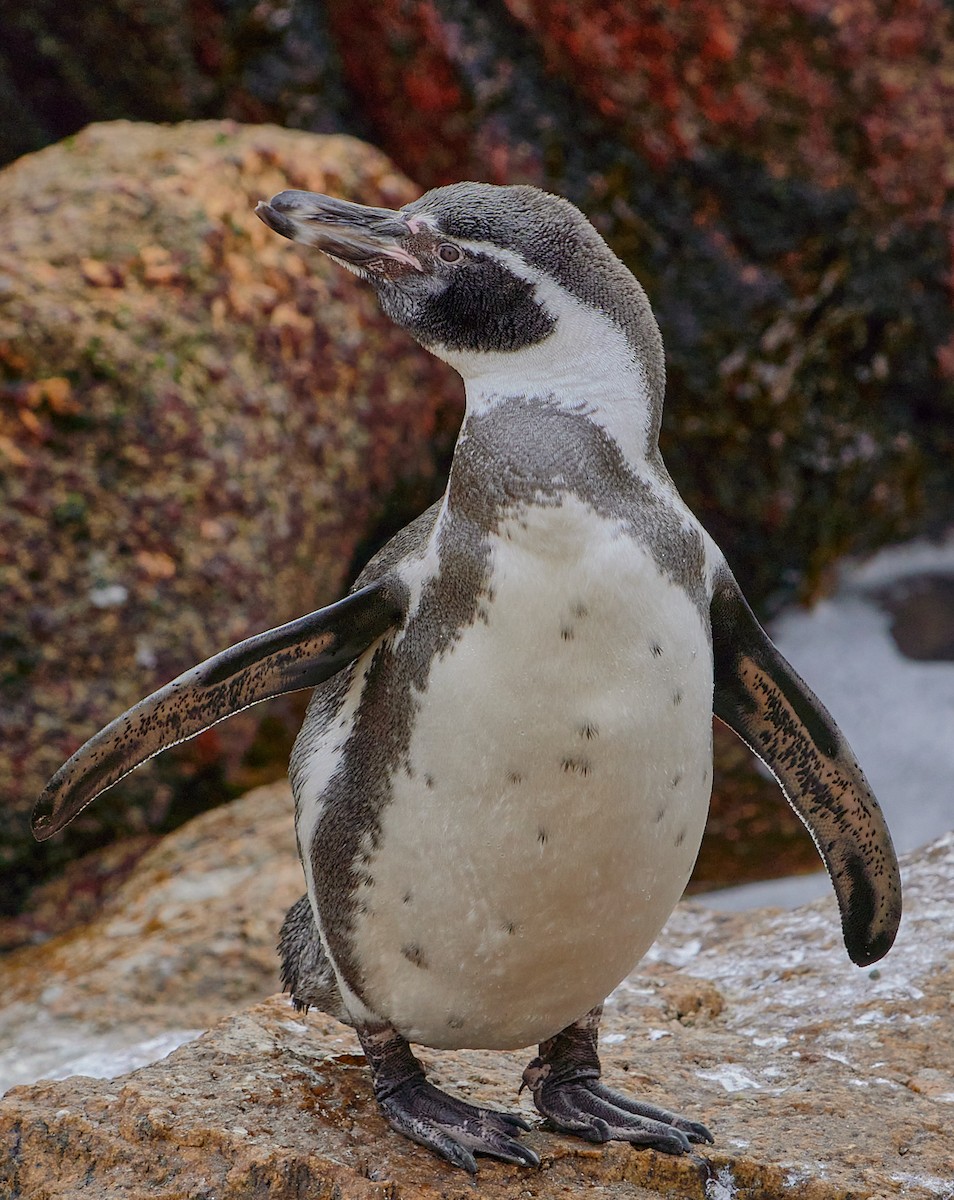tučňák Humboldtův - ML619483726