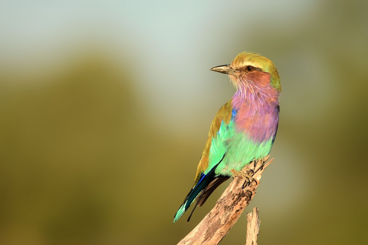 Lilac-breasted Roller - ML619483741