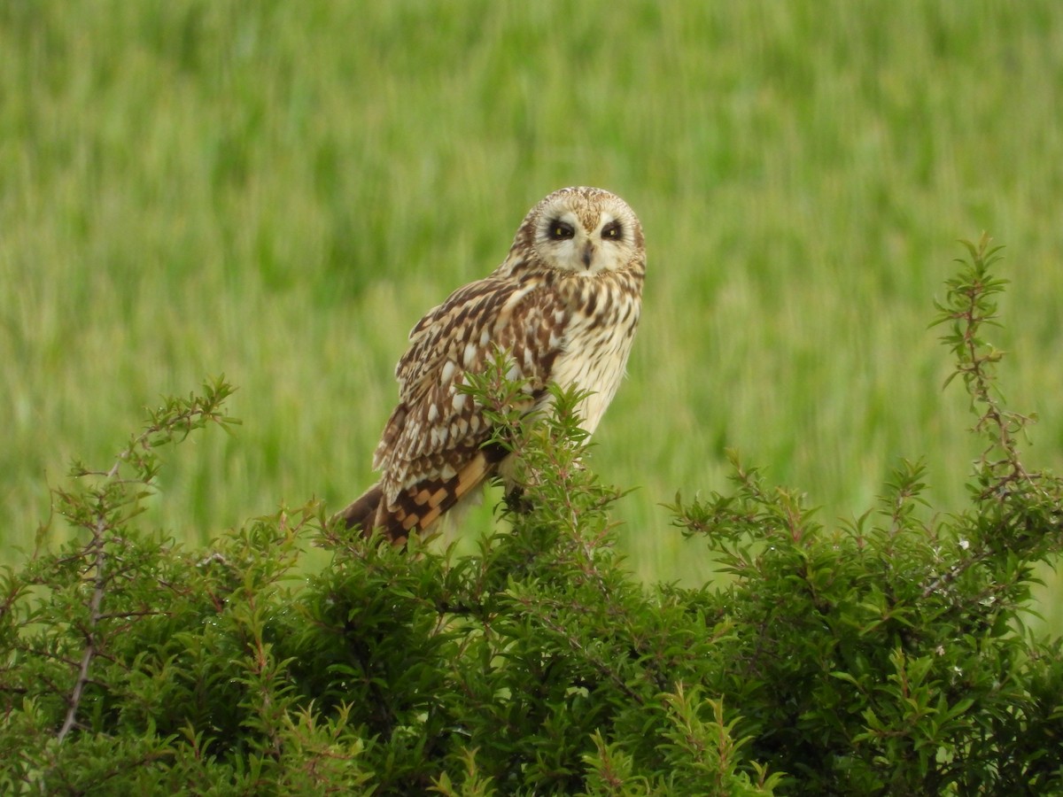 Short-eared Owl - ML619483750